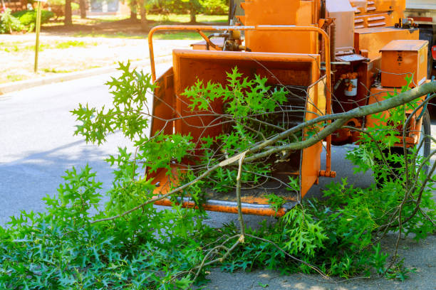 Best Commercial Tree Services  in Scranton, PA