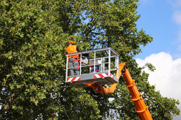 Best Tree Health Inspection  in Scranton, PA